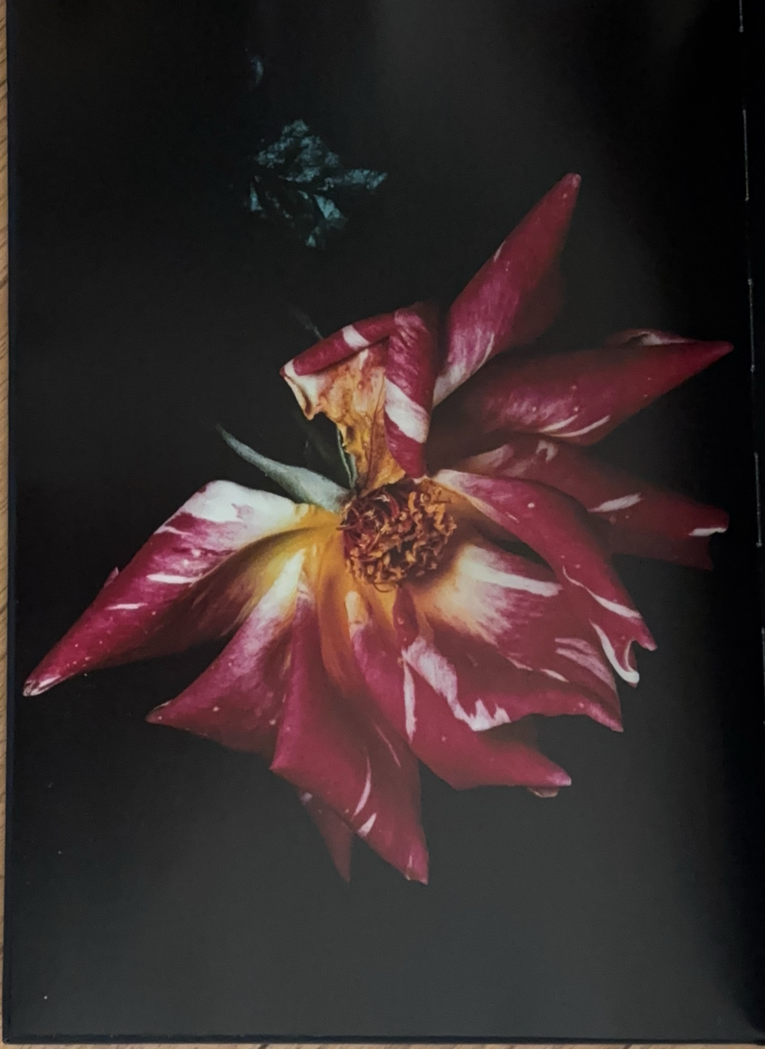 Rare Books Paris - Visionaire 40