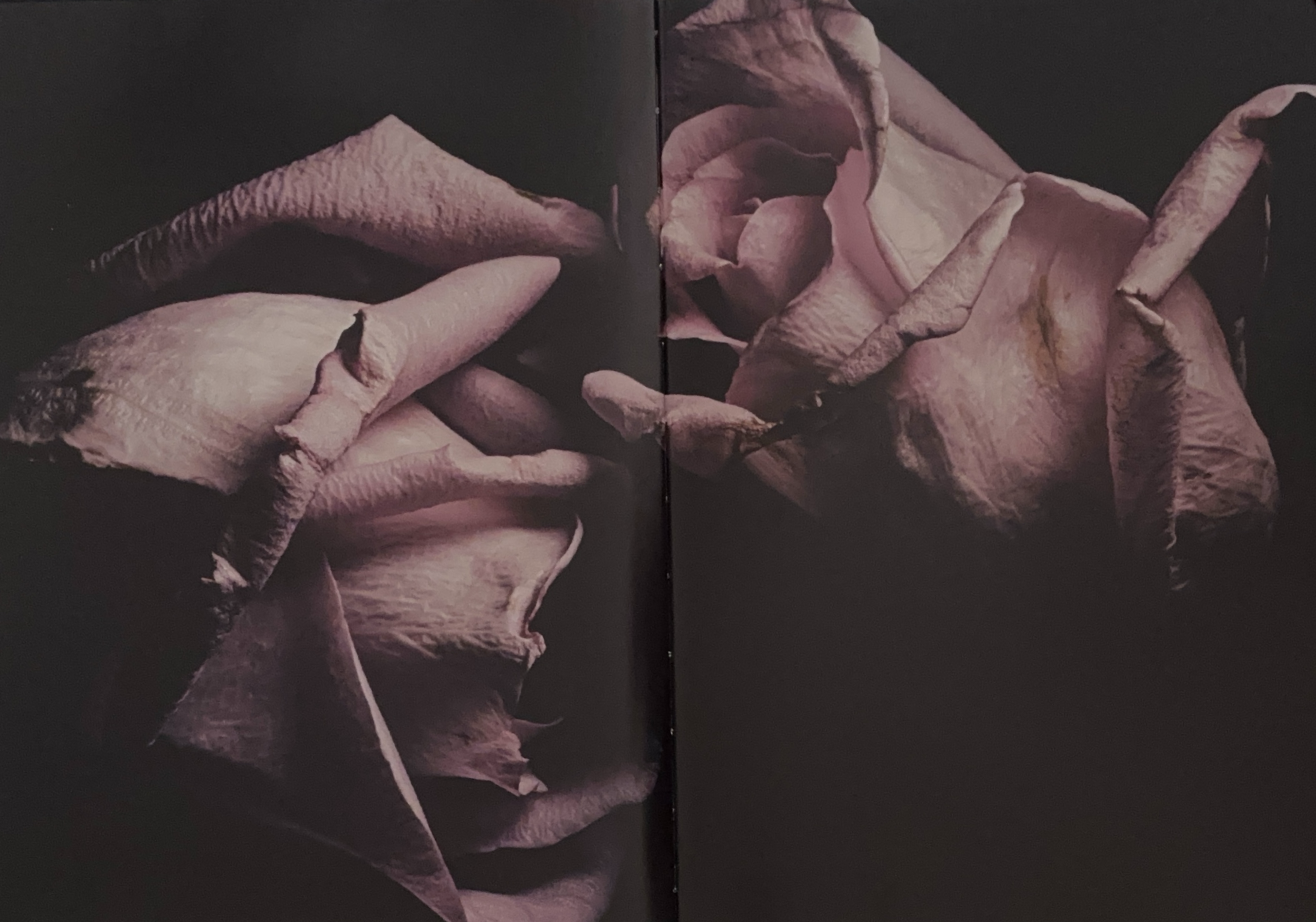 Rare Books Paris - Visionaire 40